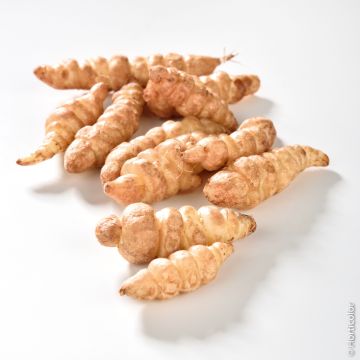 Crosne du Japon BIO