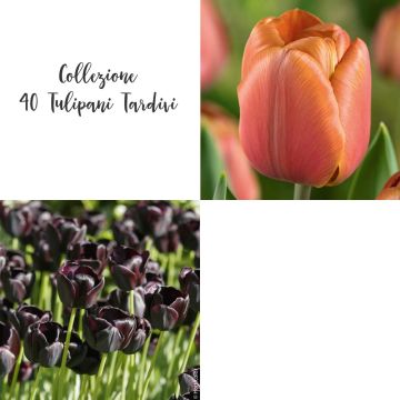 Collection de 40 Tulipes simples tardives