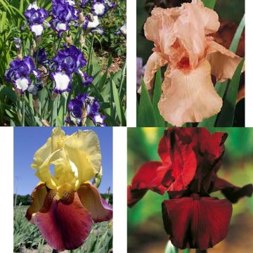 Collection de 8 Iris à grandes fleurs
