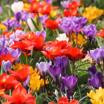 60 bulbes Ambiance Crocus et Tulipe