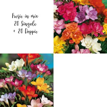 Freesias en mélange : 20 Simples + 20 Doubles