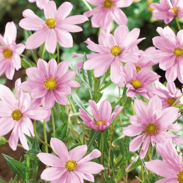 Cosmos Flamingo