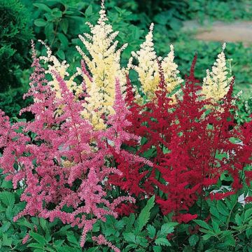 Astilbes en mélange