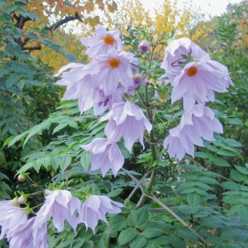Dahlia Arbre Imperialis