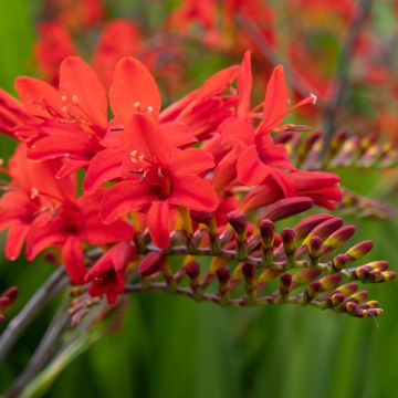 crocosmia Lucifer