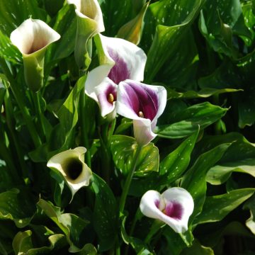 Fleur en forme de calice allongé avec de grandes tiges.