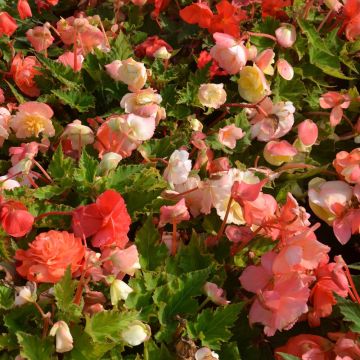 Bégonias cascades en mélange pastel