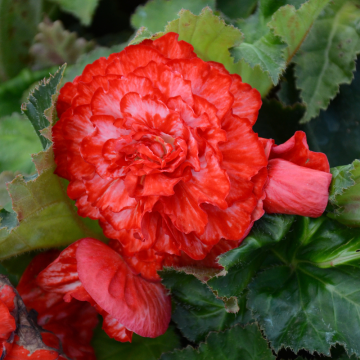 Bégonia Marmorata