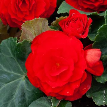 Bégonia double écarlate