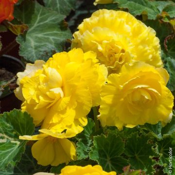 Bégonias NON STOP ® Jaune