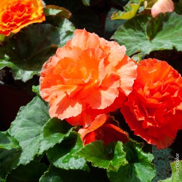 Bégonias NON STOP ® Cuivre