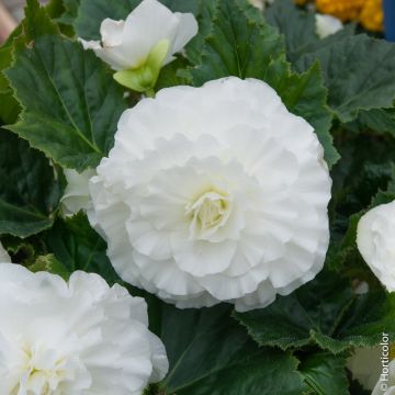 Bégonias NON STOP ® Blanc