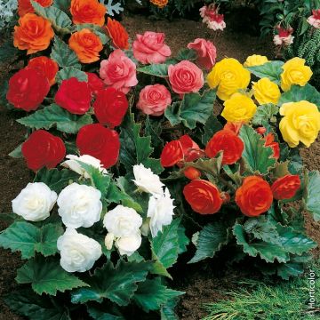 Bégonias NON STOP ® en mélange