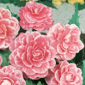 Bégonia à fleurs de camélia