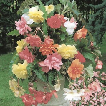 Bégonias Cascades doubles pastel en mélange