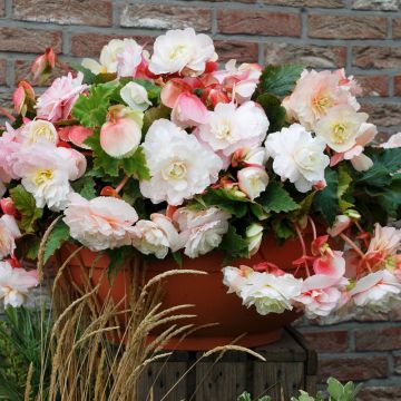 Bégonia CASCADE ODORATA ® Blanc / Rose