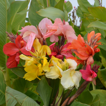 Grands cannas en mélange
