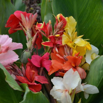 Cannas nains en mélange