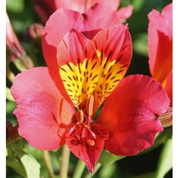 Alstroemere Authion ® Turcallaut
