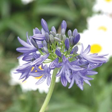 Agapanthe demi-naine Headbourne