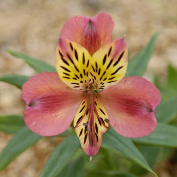 Alstroemère Avrillé