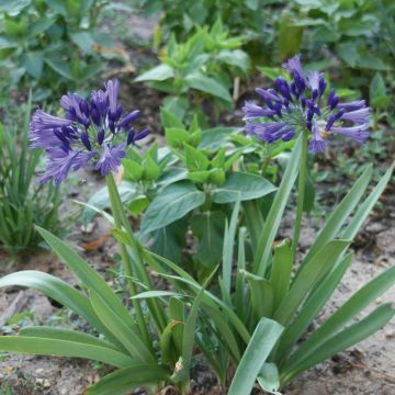 Agapanthe naine Vallée Bleue