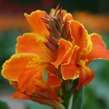 Canna nain Taroudant