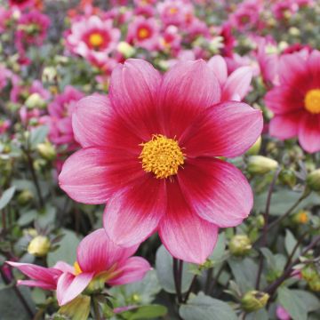 Dahlia semi-nain Héroïne