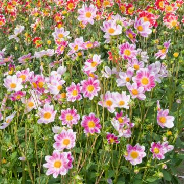 Dahlia nain P’tit Coquin