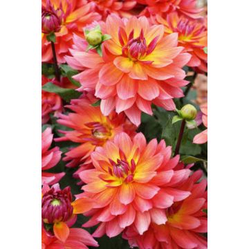 Dahlia nain Valentino