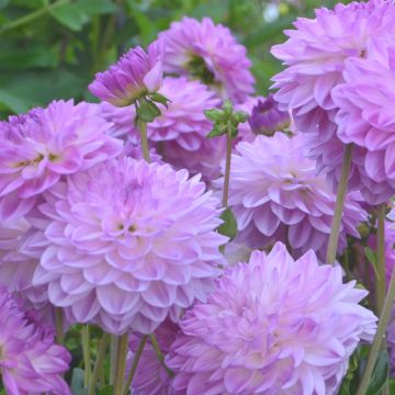 Dahlia nain Méditerranée
