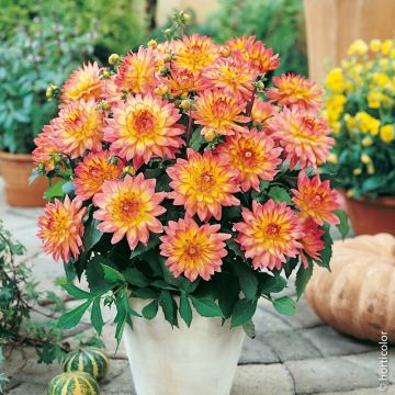 Dahlia nain GALLERY ® PABLO ®