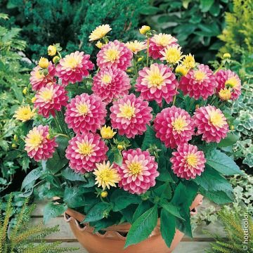 Dahlia nain GALLERY ® REMBRANDT ®