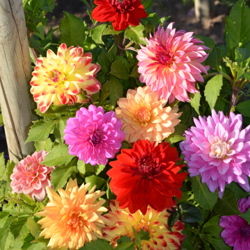 Dahlias nains doubles en mélange