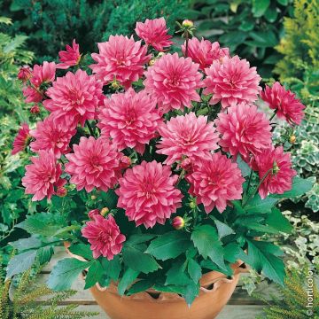 Dahlia nain GALLERY ® RENOIR ®