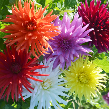 Dahlias cactus nains en mélange