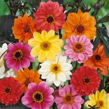 Dahlias nains à feuillage pourpre en mélange