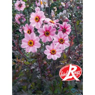 Dahlia nain MYSTIC LADIES ® Candy Eyes