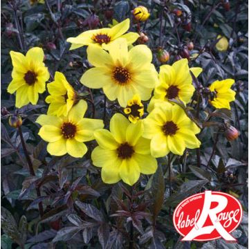 Dahlia nain MYSTIC LADIES ® Knock out