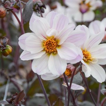 Dahlia nain Bishop of Dover