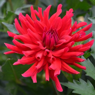 Dahlia nain cactus Corcovado