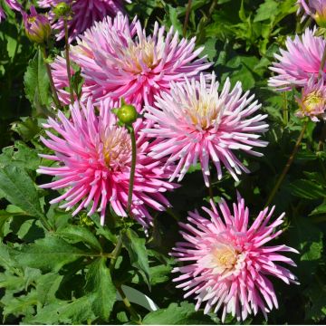 Dahlia nain cactus Harry Bo
