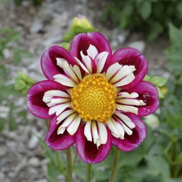 Dahlia collerette Bumble Rumble