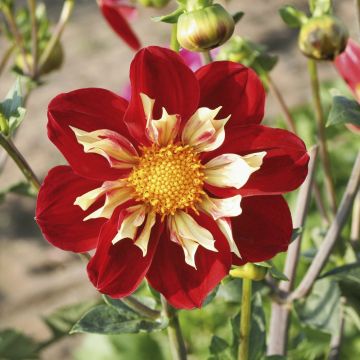 Dahlia collerette Raïssa