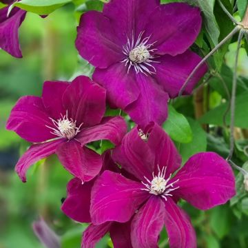 Clématite ou Clematis X ‘Rouge Cardinal’ Meilland Richardier
