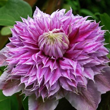 Clématite JosephineTM  ‘Evijohill’ (1)