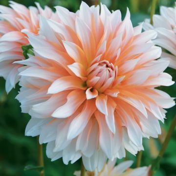 Dahlia décoratif à grandes fleurs Apelsini Sniega