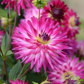 Dahlia décoratif Audace