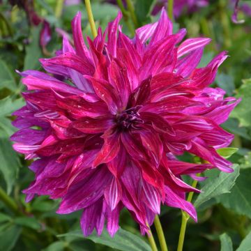 Dahlia décoratif à grandes fleurs Bangkok Violet