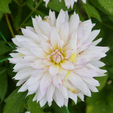 Dahlia décoratif à grandes fleurs Crazy Love